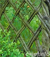 Živa ograda od vrbe